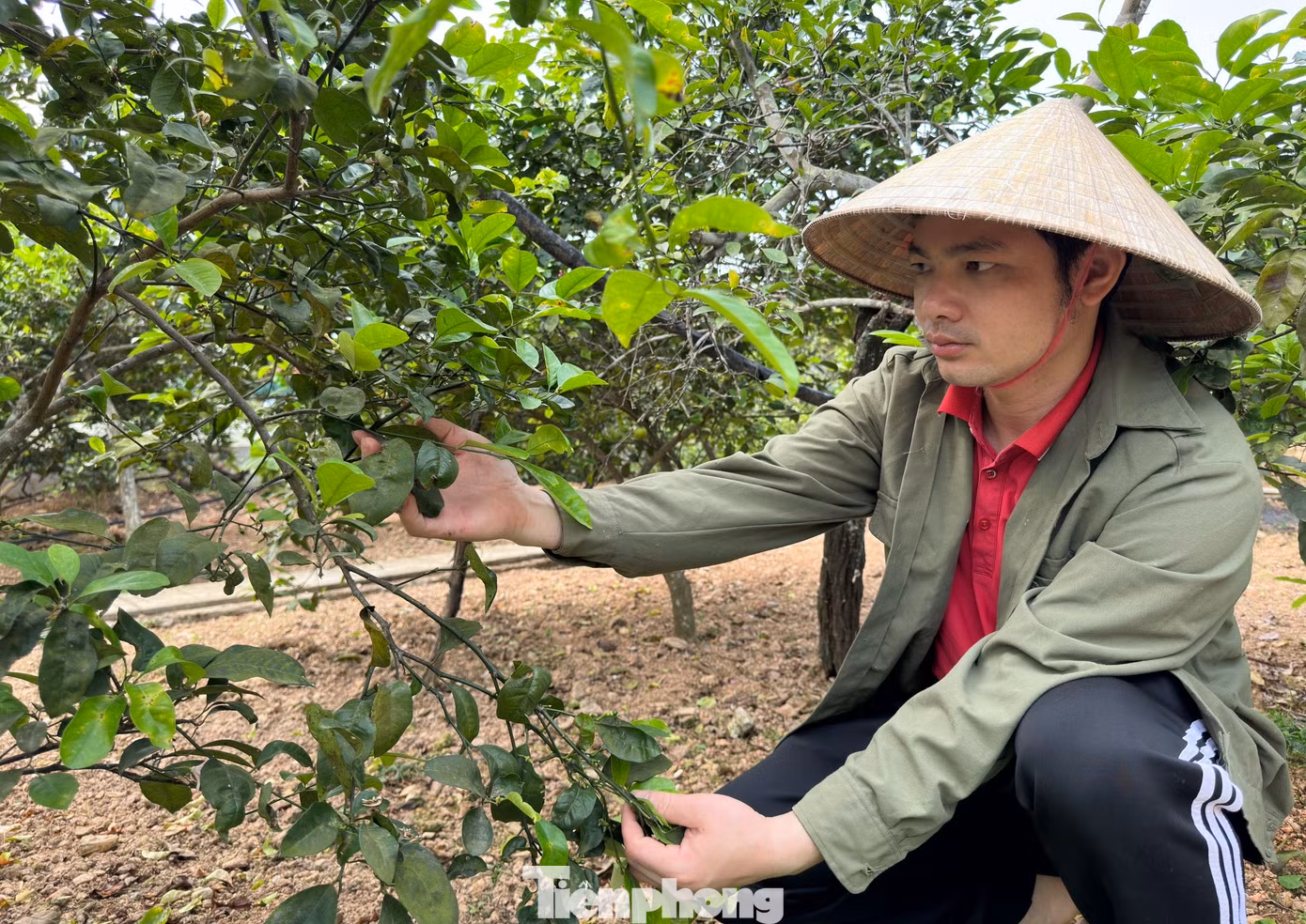 Anh Hóa cho biết, trước đây, người dân trồng chanh chỉ bán được quả. Tuy nhiên khoảng 2 năm trở lại đây, thương lái đến thu mua lá chanh tươi với giá 35.000-50.000 đồng/kg nên người dân bắt đầu thu hoạch lá để bán. Có lúc cao điểm, người dân thu mua đến 70.000 đồng/1kg nên người dân rất phấn khởi. Mỗi ngày tranh thủ vài giờ đồng hồ buổi sáng, gia đình anh Hóa có thể hái được khoảng 7kg lá, cho thu nhập khá trong những ngày chanh chưa có trái.