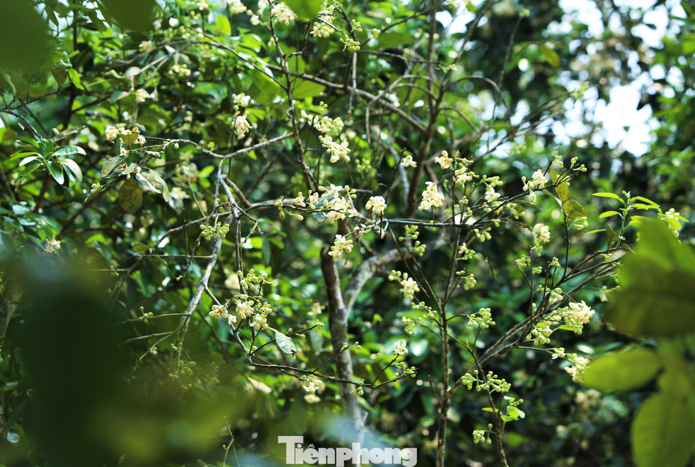 Cứ dịp tháng 3 dương lịch hàng năm, khi những vườn bưởi Phúc Trạch rộ hoa trắng tinh khôi là lúc người dân Hương Khê hối hả ra vườn “se duyên” cho giống bưởi đặc sản. Việc làm này nhằm thụ phấn bổ sung, tăng khả năng đậu quả cho cây.