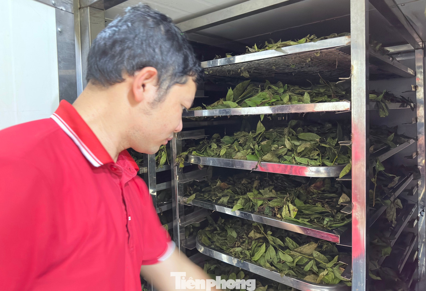 Lá chanh sau đó được cho vào khay bỏ vào máy sấy khô nước rồi chờ thương lái đến thu mua.