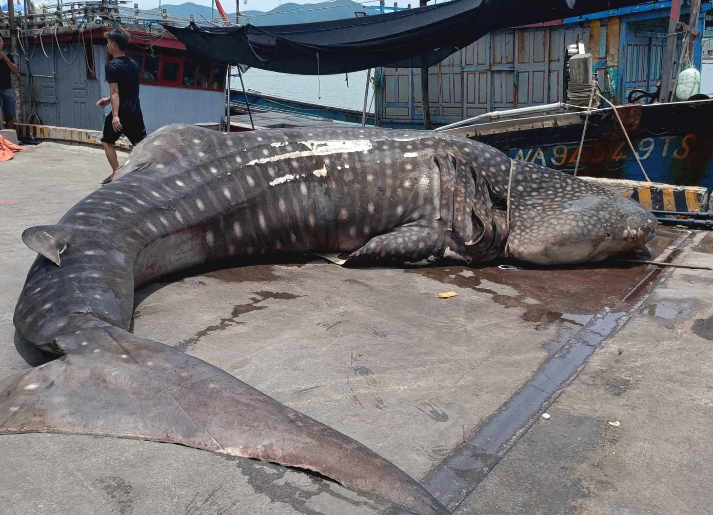Con cá mập voi dài khoảng 8m, nặng hơn 2 tấn. Con cá mập voi dài khoảng 8m, nặng hơn 2 tấn.