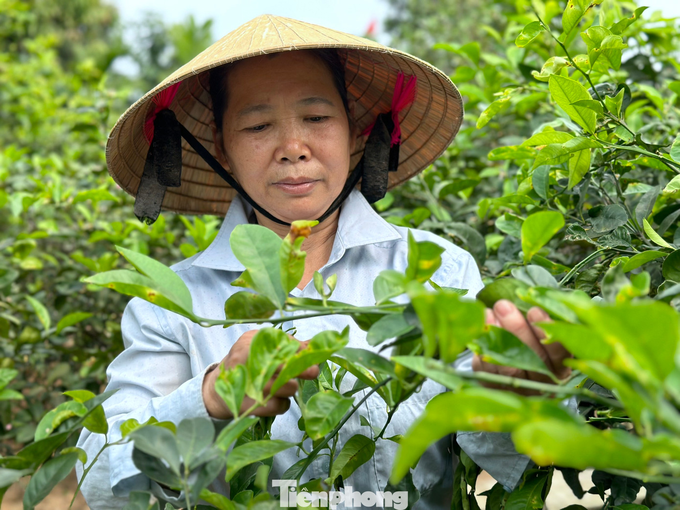 Ông Phạm Xuân Hùng - Chủ tịch Hội Nông dân xã Nam Kim (huyện Nam Đàn, Nghệ An), cho biết, toàn xã có hơn 206ha đất trồng chanh. Đây cũng là nguồn thu nhập chính của người dân nơi đây.