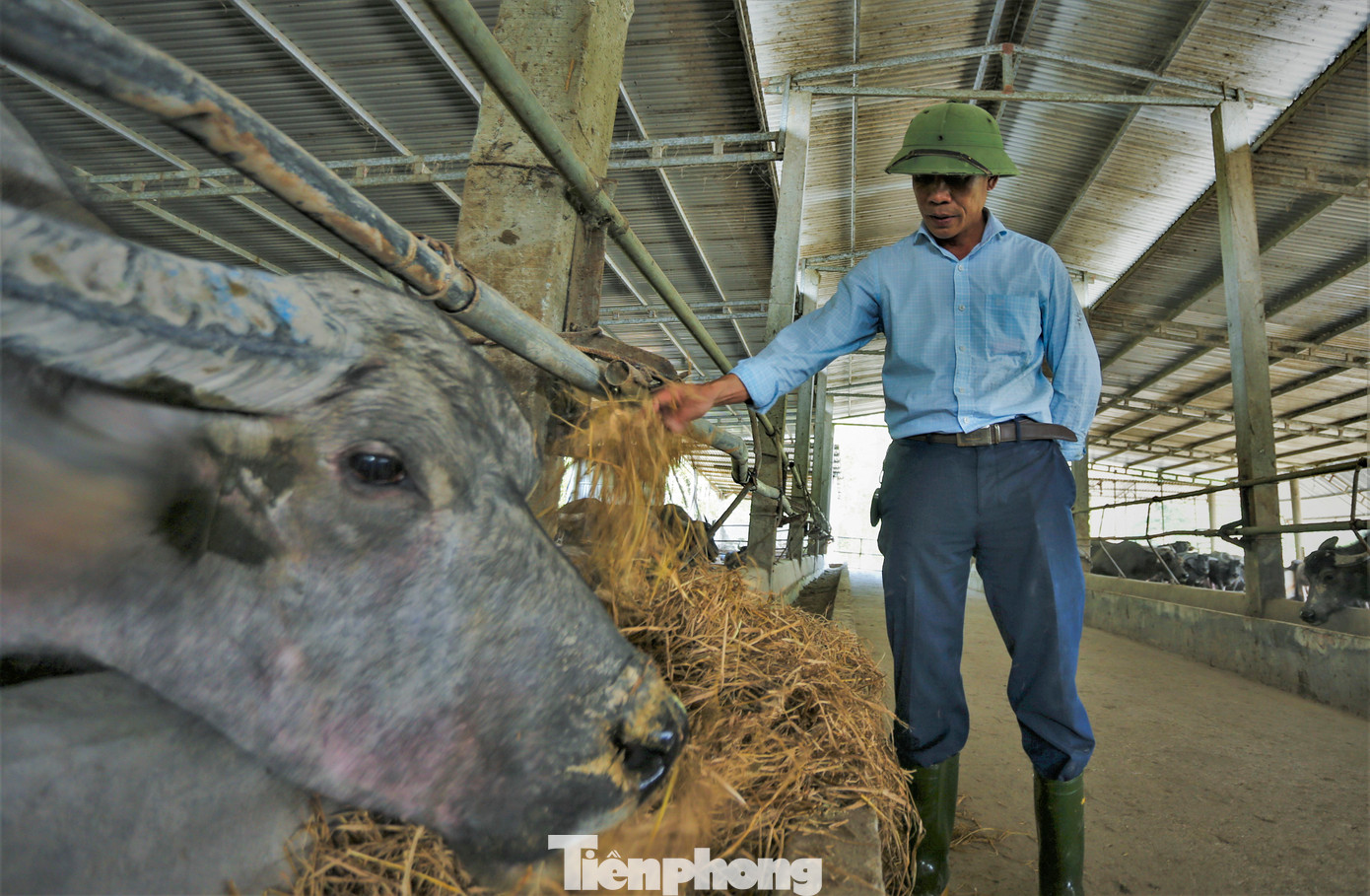 Chủ trại trâu cho biết, đã bỏ gần 20 tỷ đồng để đầu tư vào việc xây dựng chuồng trại và mua con giống, thức ăn. Theo tính toán, nếu thuận lợi, sau mỗi lứa trâu xuất bán, chủ trang trại sẽ thu về tiền tỷ. Tuy nhiên hơn 2 năm đầu tư, do dịch bệnh kéo dài, thị trường giảm sút khiến giá thịt trâu giảm mạnh.