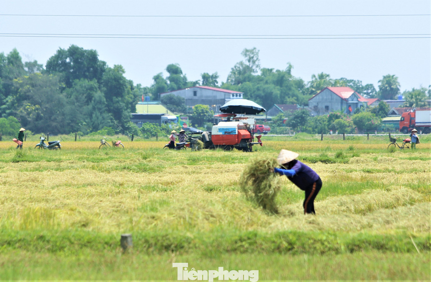 Nông dân cũng tranh thủ phơi rơm rạ ngay tại ruộng, sau ngày nắng nóng sẽ vận chuyển về làm thức ăn cho gia súc.