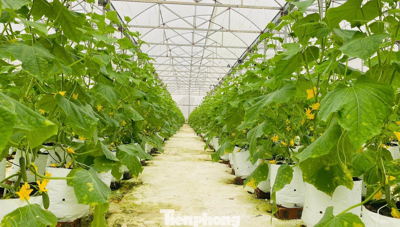 "Đây đều là những loại cây "khó tính" với thời tiết. Đặc biệt, ở Nghệ An khi nắng thì cực nóng mà mưa lại cực nhiều... nên việc đưa vào trồng loại cây cà chua bi từ Mỹ về gặp quá nhiều vất vả, khó khăn. Lần đầu trồng thử nghiệm, gần một nửa số cây giống bị chết. May sau đó nhờ chăm sóc tốt, khắc phục được khó khăn nên số lượng cây dâu tây, cà chua bi còn lại phát triển rất nhanh", anh Tuấn nói.