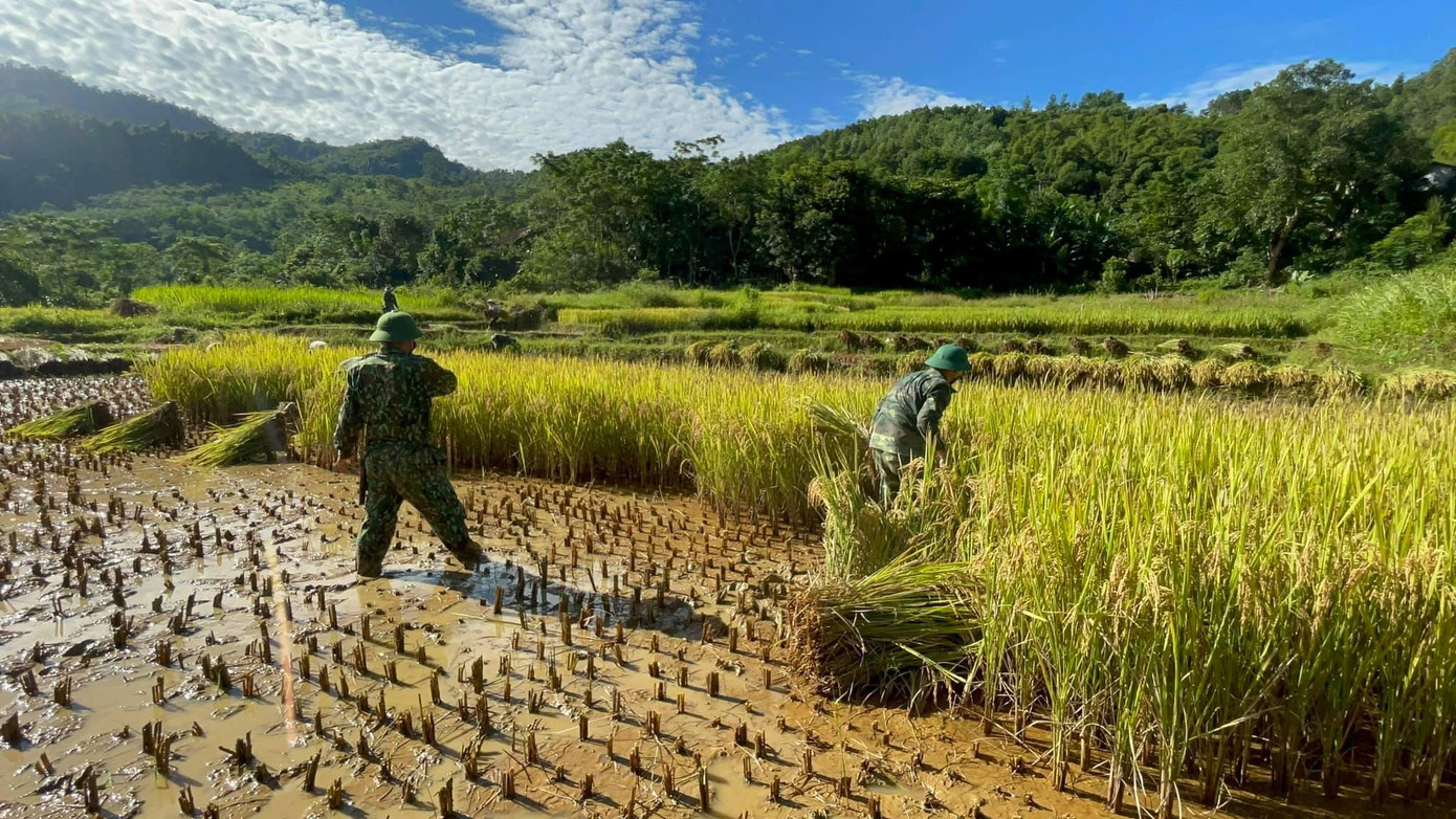 Những cánh đồng lúa đã chín rực, ngả màu vàng óng, nhưng nhiều người dân vẫn chưa thể thu hoạch do là người neo đơn, nhân lực không đủ, hoặc bị bệnh. Những cánh đồng lúa đã chín rực, ngả màu vàng óng, nhưng nhiều người dân vẫn chưa thể thu hoạch do là người neo đơn, nhân lực không đủ, hoặc bị bệnh.