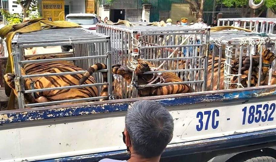 Lực lượng chức năng phải sử dụng xe tải chở đàn hổ đi khỏi hiện trường Lực lượng chức năng phải sử dụng xe tải chở đàn hổ đi khỏi hiện trường