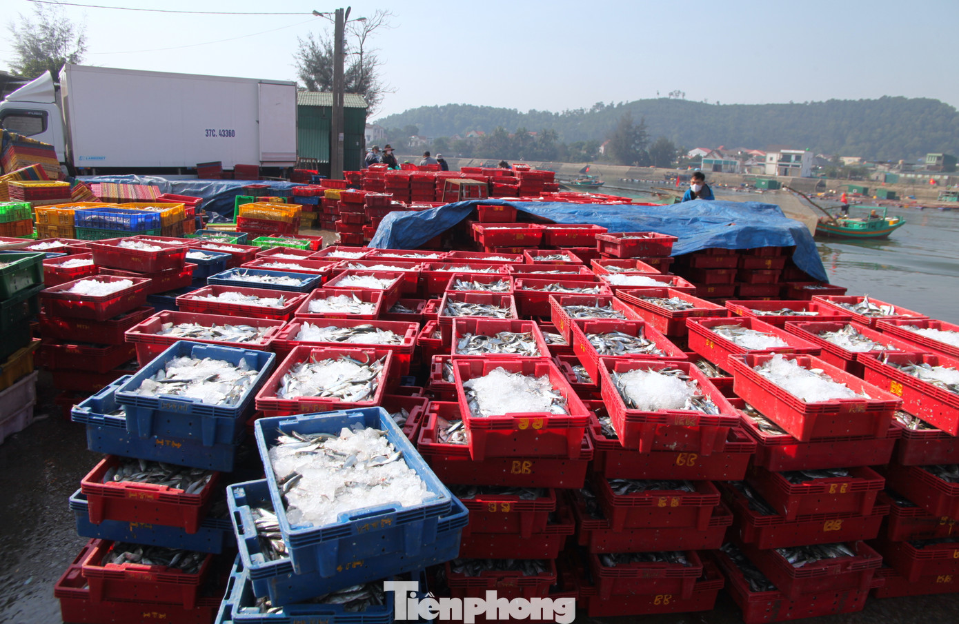 Nhiều ngư dân ở thị xã Cửa Lò (Nghệ An) cho hay, đầu năm mới này thời tiết thuận lợi, các tàu thuyền ra khơi đánh bắt đều trúng đậm. Có nhiều tàu lớn thu hoạch được cả chục đến cả trăm triệu đồng mỗi đêm. Nhiều ngư dân ở thị xã Cửa Lò (Nghệ An) cho hay, đầu năm mới này thời tiết thuận lợi, các tàu thuyền ra khơi đánh bắt đều trúng đậm. Có nhiều tàu lớn thu hoạch được cả chục đến cả trăm triệu đồng mỗi đêm.