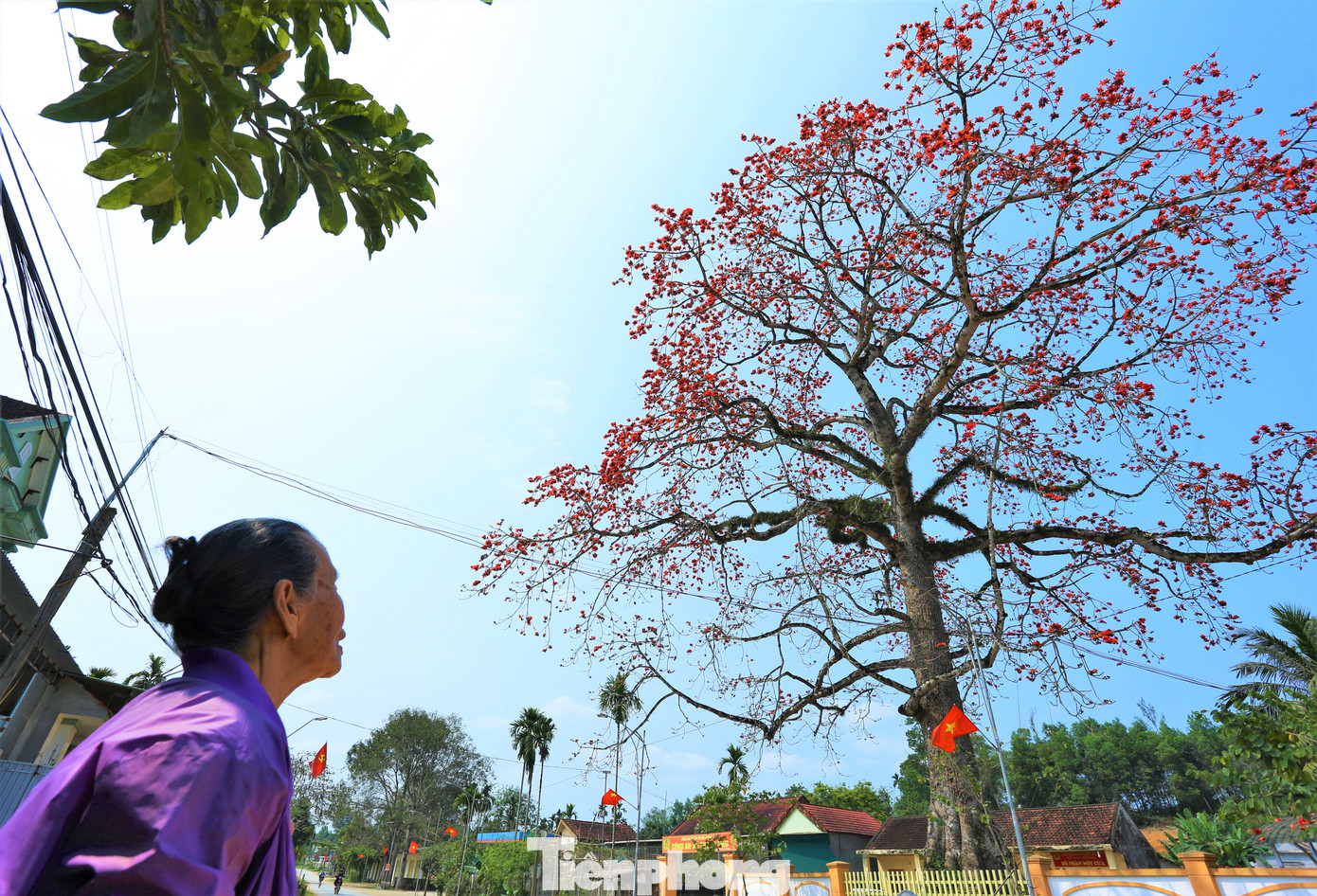 Người dân địa phương không biết cây hoa gạo có từ khi nào. Người lớn tuổi nhất trong xã cũng chỉ biết, từ nhỏ đã thấy cây hoa gạo này đã cao lớn. Ước chừng, cây đã trên 100 năm tuổi.