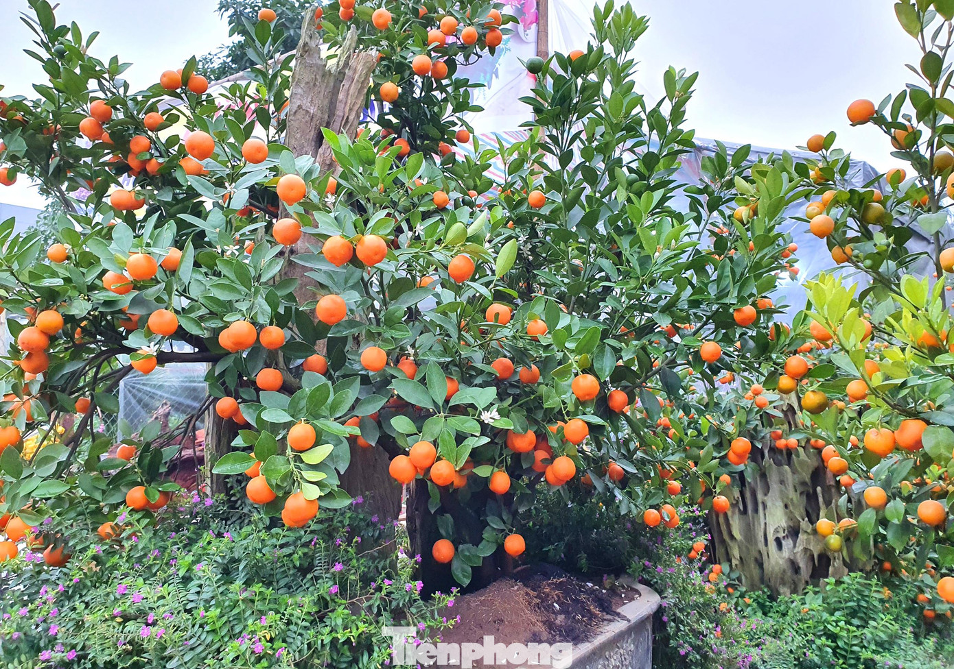 Giá mỗi chậu quất ghép gỗ lũa có giá từ 3-7 triệu đồng.