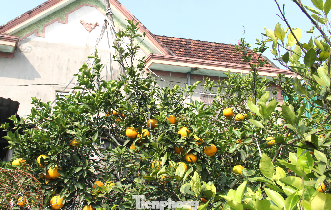 Nhiều cây cam được chủ vườn sử dụng dây buộc cành vì quá nhiều quả, tránh làm gãy cành. Nhiều cây cam được chủ vườn sử dụng dây buộc cành vì quá nhiều quả, tránh làm gãy cành.