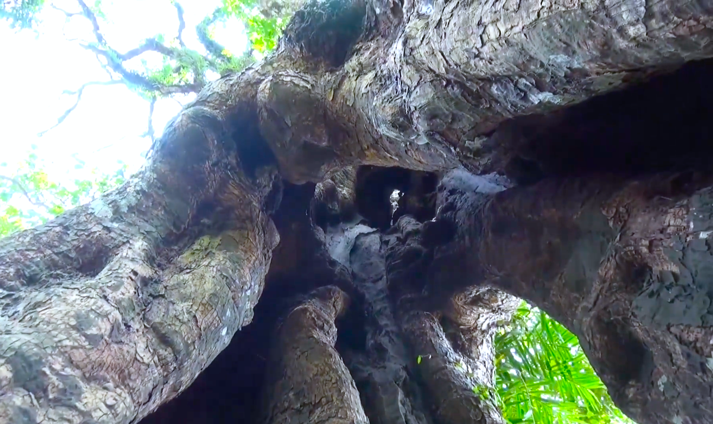 Đặc biệt, trong gốc cây có hốc rỗng ruột lớn. Nhiều người có thể vào ẩn nấp bên trong.