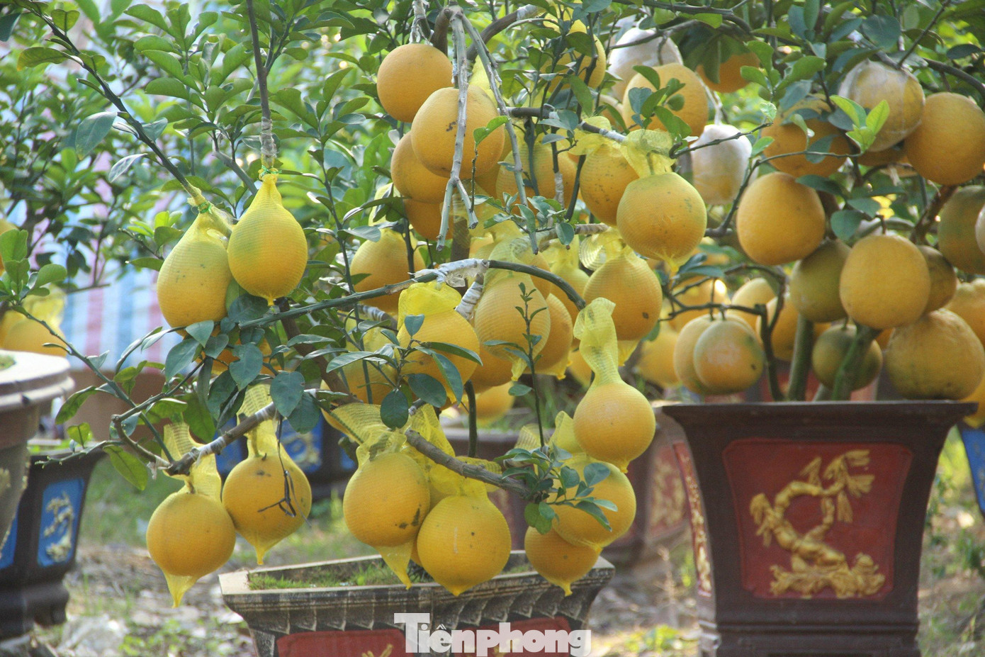 Nhiều cây bưởi Diễn vàng óng quả, lủng lẳng dưới gốc. Nhiều cây bưởi Diễn vàng óng quả, lủng lẳng dưới gốc.