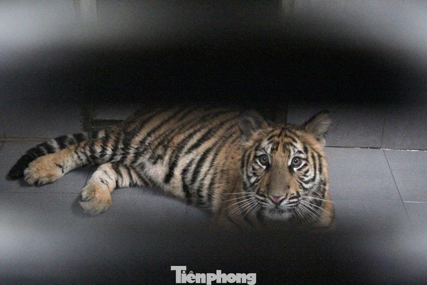 Do không đáp ứng được yêu cầu về chuồng nuôi, lãnh đạo vườn quốc gia Pù Mát đã đề xuất với UBND tỉnh Nghệ An chuyển các con hổ tới các trung tâm cứu hộ khác ngoại tỉnh để phù hợp việc chăm sóc trong thời gian tới.