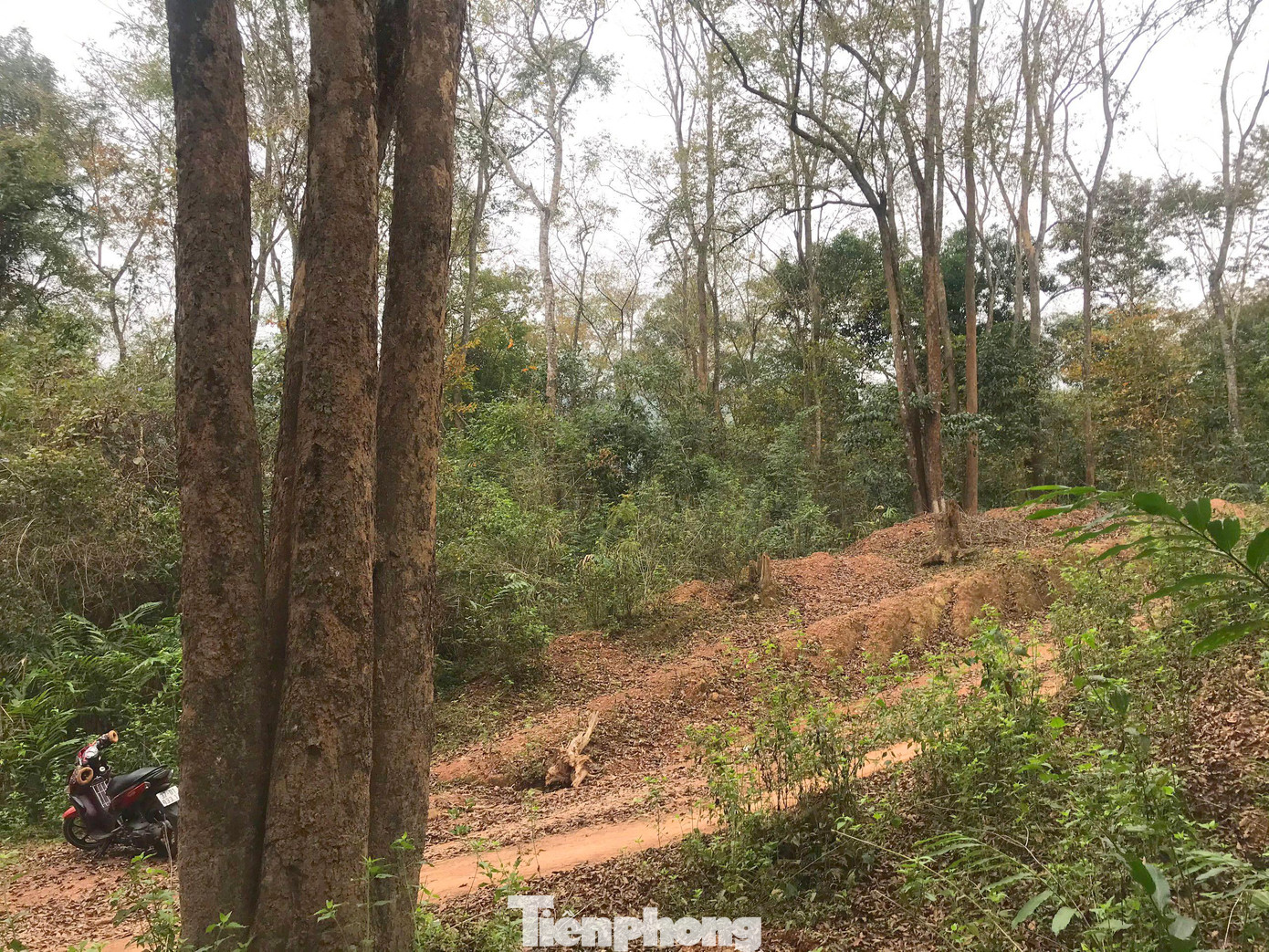 Hàng chục năm qua, rừng đinh hương cổ thụ được người dân bản Na Hang (xã Mai Sơn, huyện Tương Dương, Nghệ An) xem là báu vật. Để gìn giữ cánh rừng này nguyên vẹn cho đến nay, họ đề ra quy ước, lập đội tuần tra kiểm đếm cây trong rừng mỗi tháng.