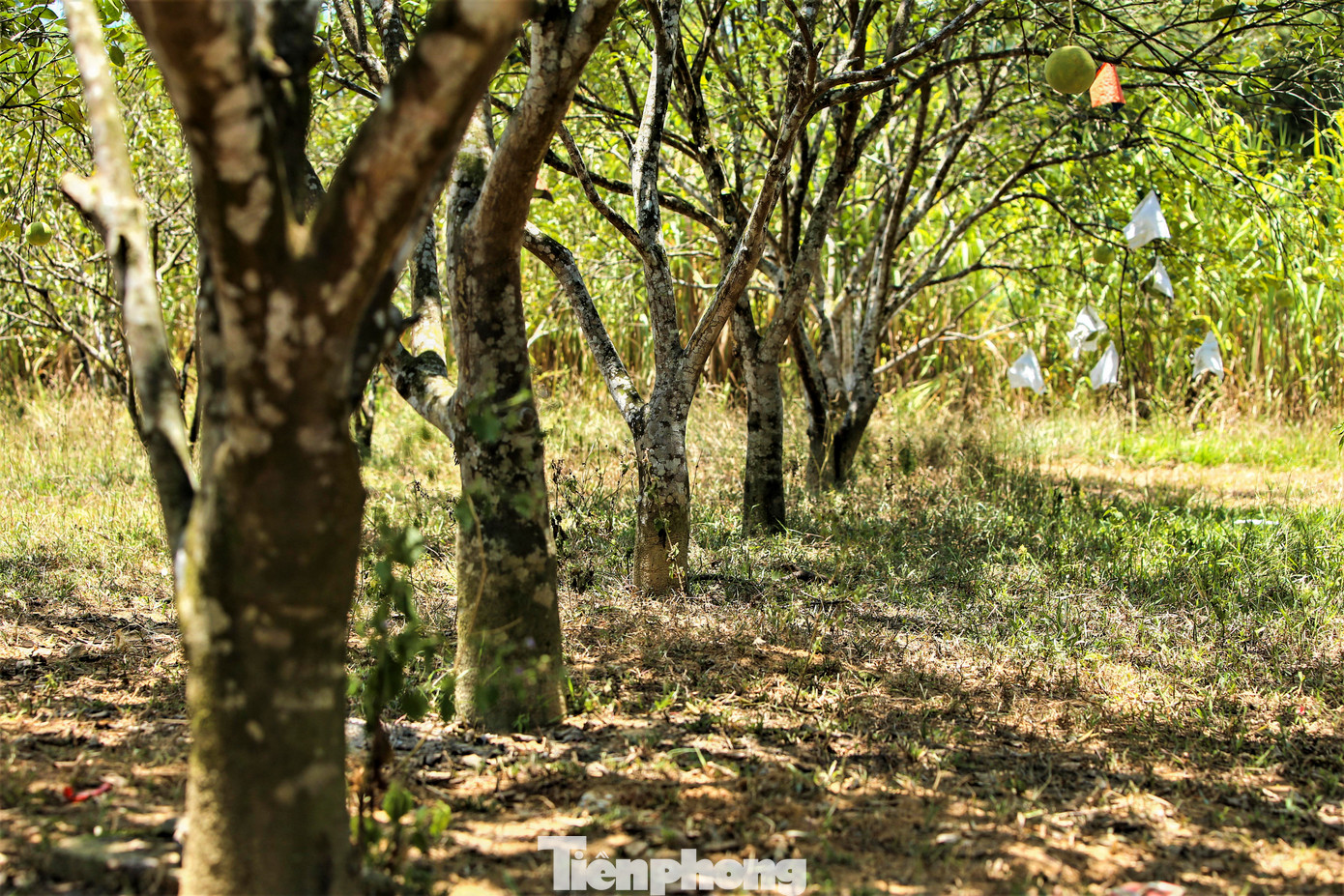 Các gốc bưởi nhiều năm tuổi giảm sản lượng do nắng nóng. Người dân phải dọn bờ bao để giữ nước.