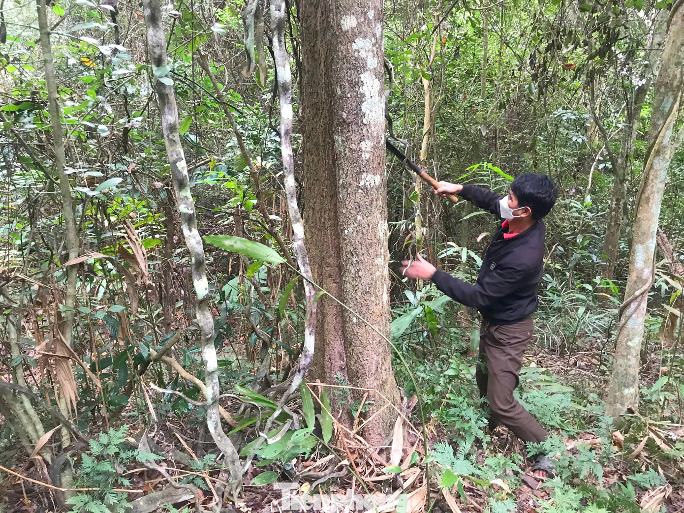 Tham gia đội tuần tra, bảo vệ rừng của bản từ năm mới 17 tuổi, anh Lương Văn Nam (SN 1980, trú tại bản Na Hang), đến nay những cây đinh hương trong rừng, anh đều nắm rõ. Anh Nam cho biết, không phải cây nào cũng dễ tiếp cận, bởi cánh rừng này còn khá nguyên sinh, dây leo chằng chịt nên đôi lúc phải mang theo rựa phát xuyên qua những bụi rậm để đi vào.