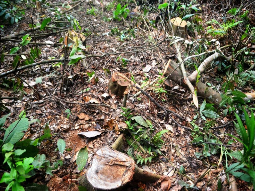 Diện tích lớn bị kẻ gian chặt phá. Diện tích lớn bị kẻ gian chặt phá.