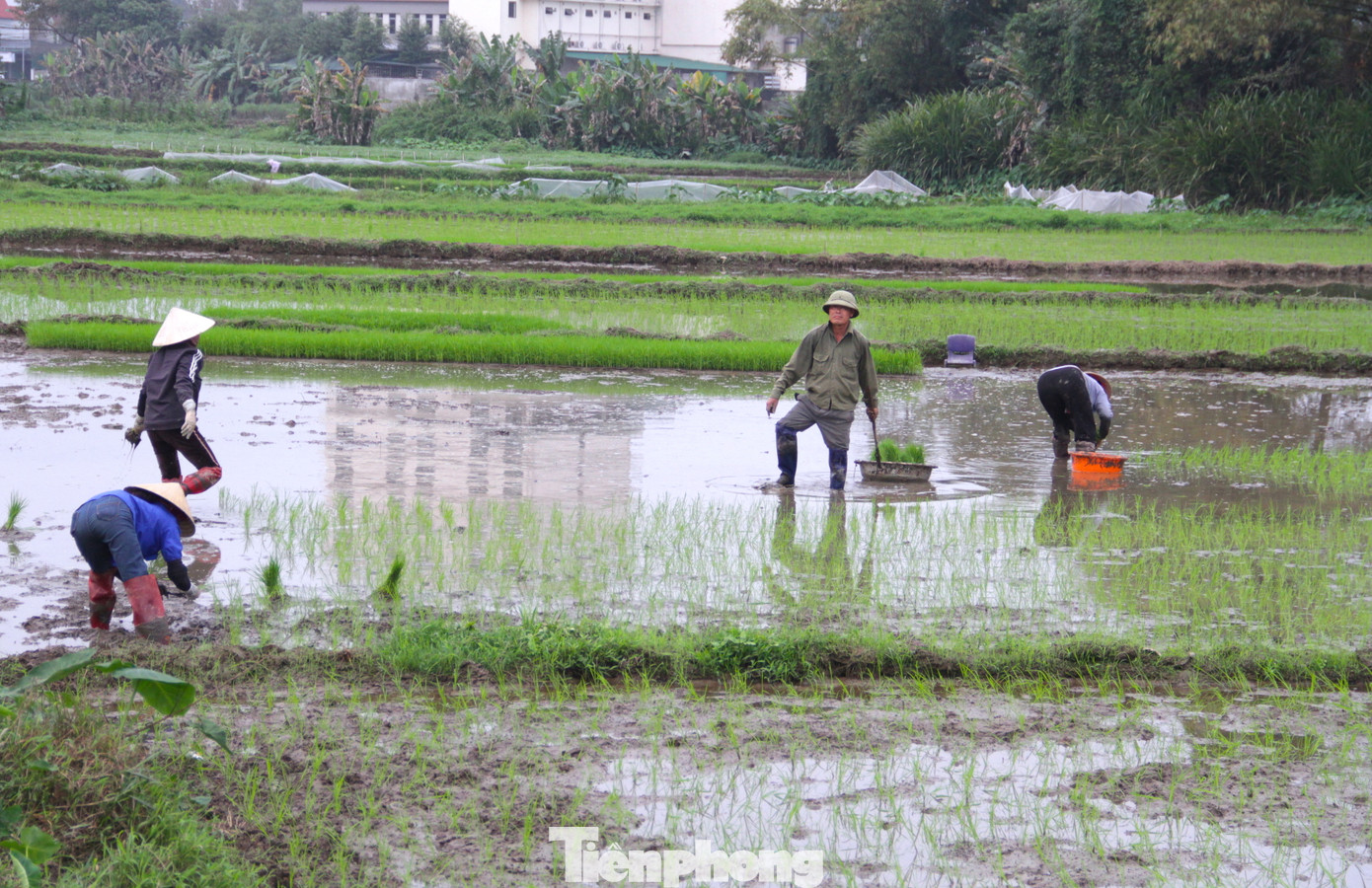 Thời gian này, trên các cánh đồng ở quanh khu vực thành phố Vinh (Nghệ An), người dân tất bật xuống đồng. Người nhổ mạ, người gieo, người cấy lúa.