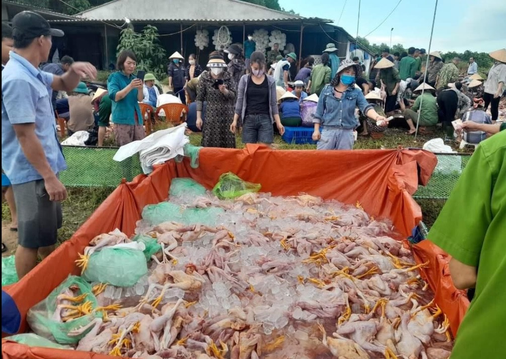 Người dân đến hỗ trợ làm gà, "giải cứu" giúp chủ trại. Người dân đến hỗ trợ làm gà, "giải cứu" giúp chủ trại.