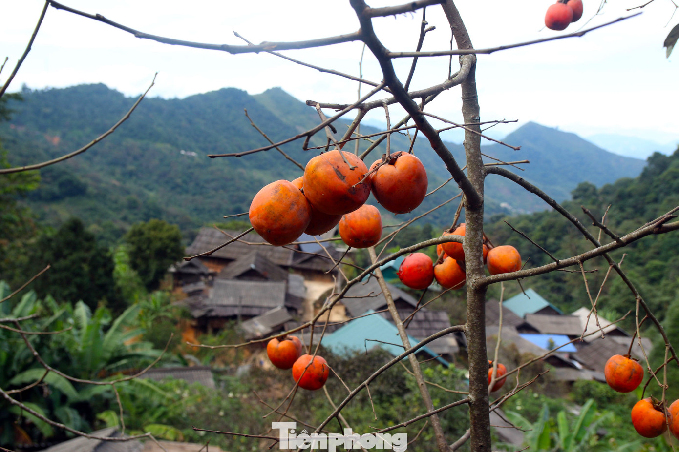 Hồng chín trùm lên mái nhà lợp bằng mái sa mu của người Mông.