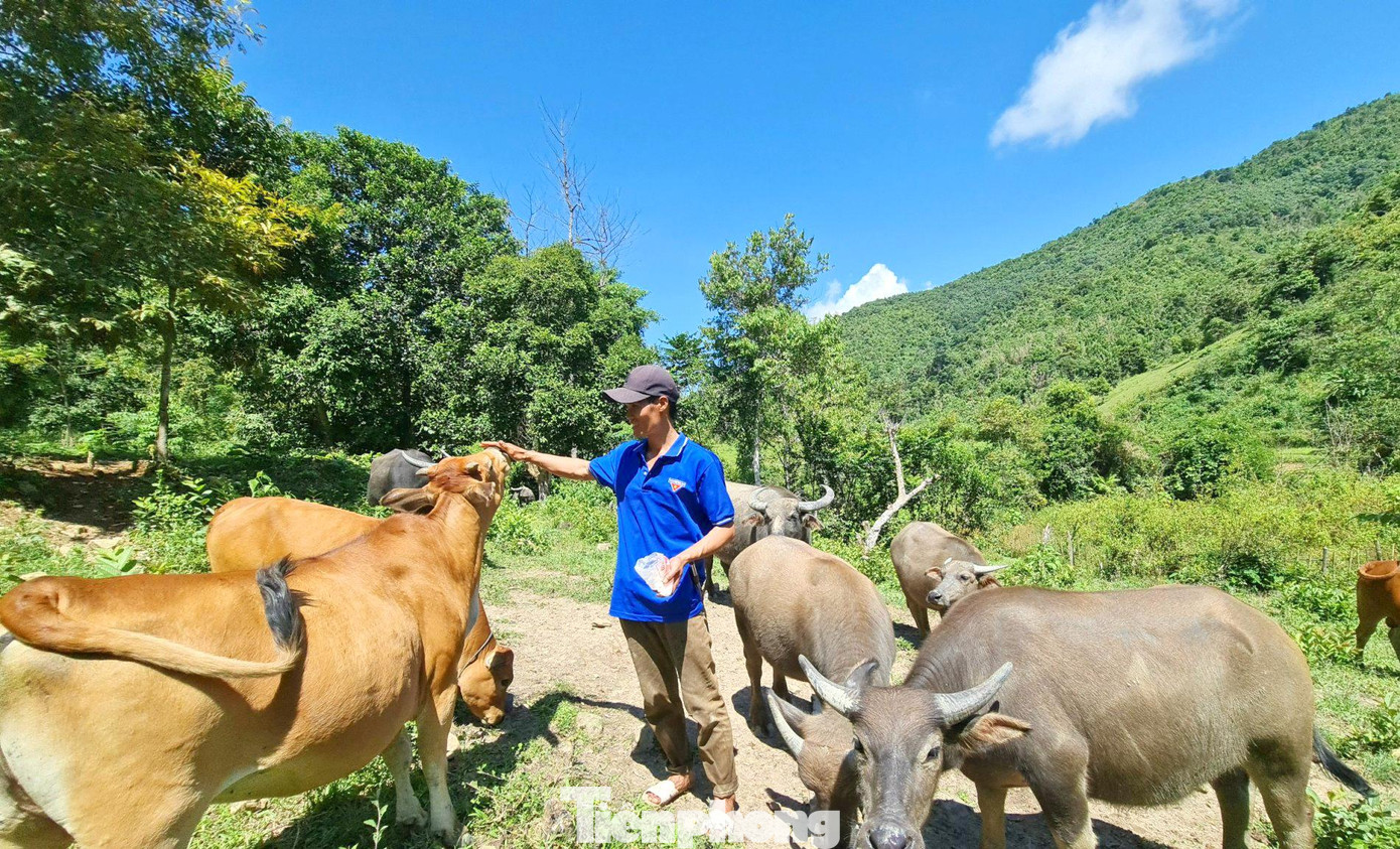 Anh Thoong thường xuyên kiểm tra sức khoẻ của đàn trâu bò mỗi ngày để phòng dịch bệnh Anh Thoong thường xuyên kiểm tra sức khoẻ của đàn trâu bò mỗi ngày để phòng dịch bệnh