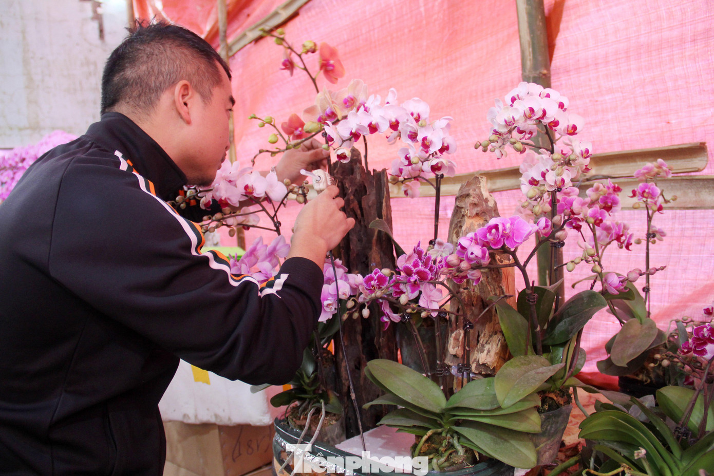 Các cành lan được kết dính bằng keo, dây buộc để bám chắc khi tạo hình trên gỗ lũa.