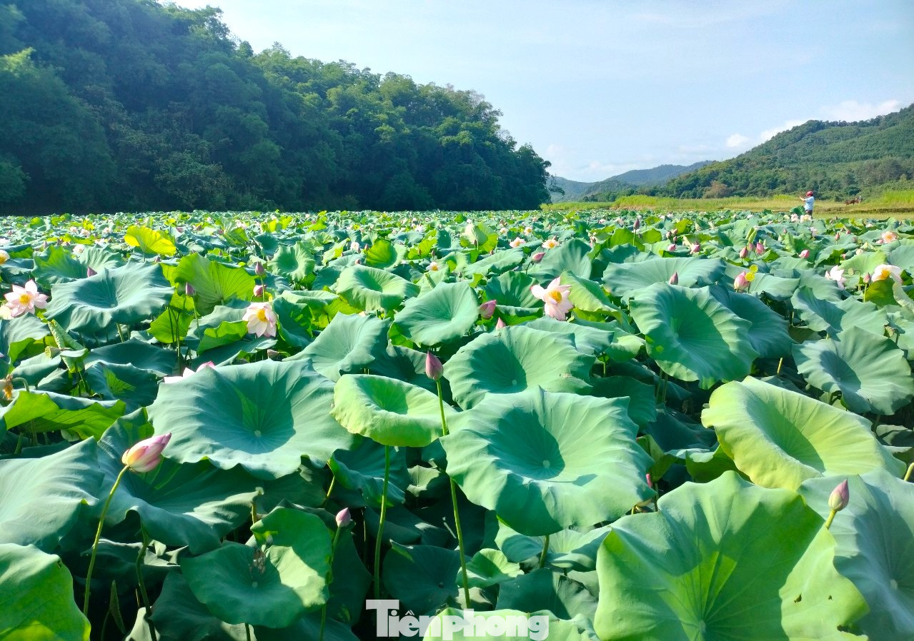 Được chăm sóc, những đầm sen tươi tốt đến mùa nở rực tạo nên khung cảnh đẹp thơ mộng.