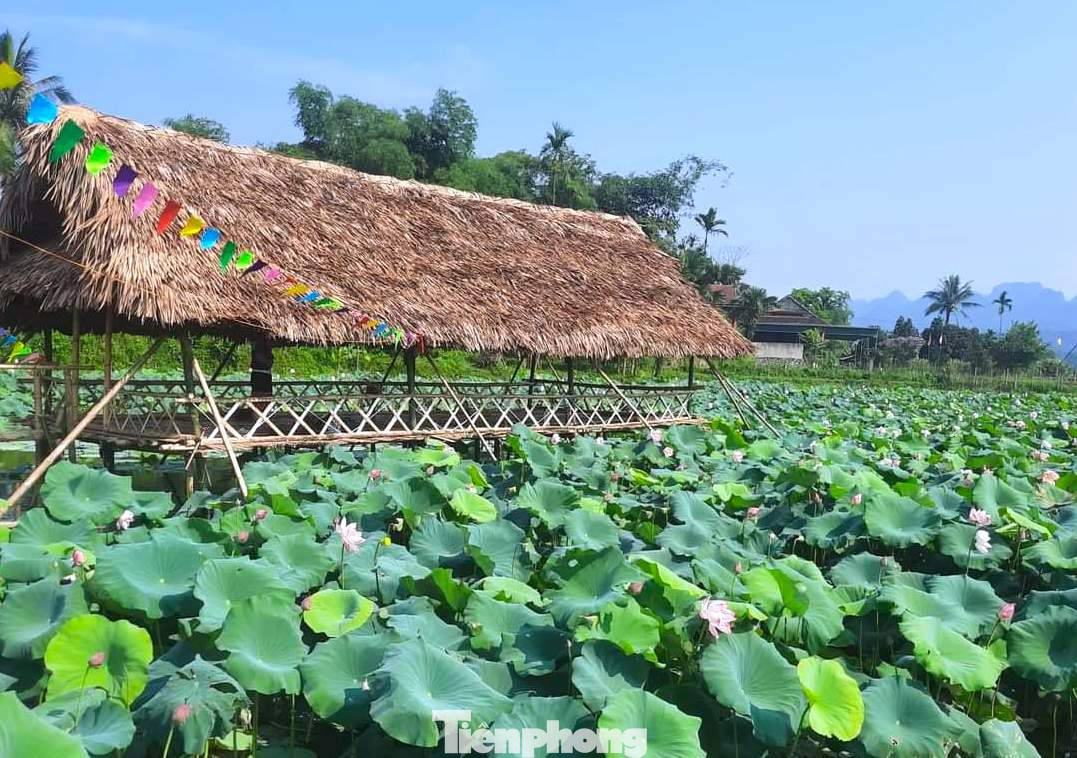 Những ngôi nhà tranh nằm giữa đầm sen.