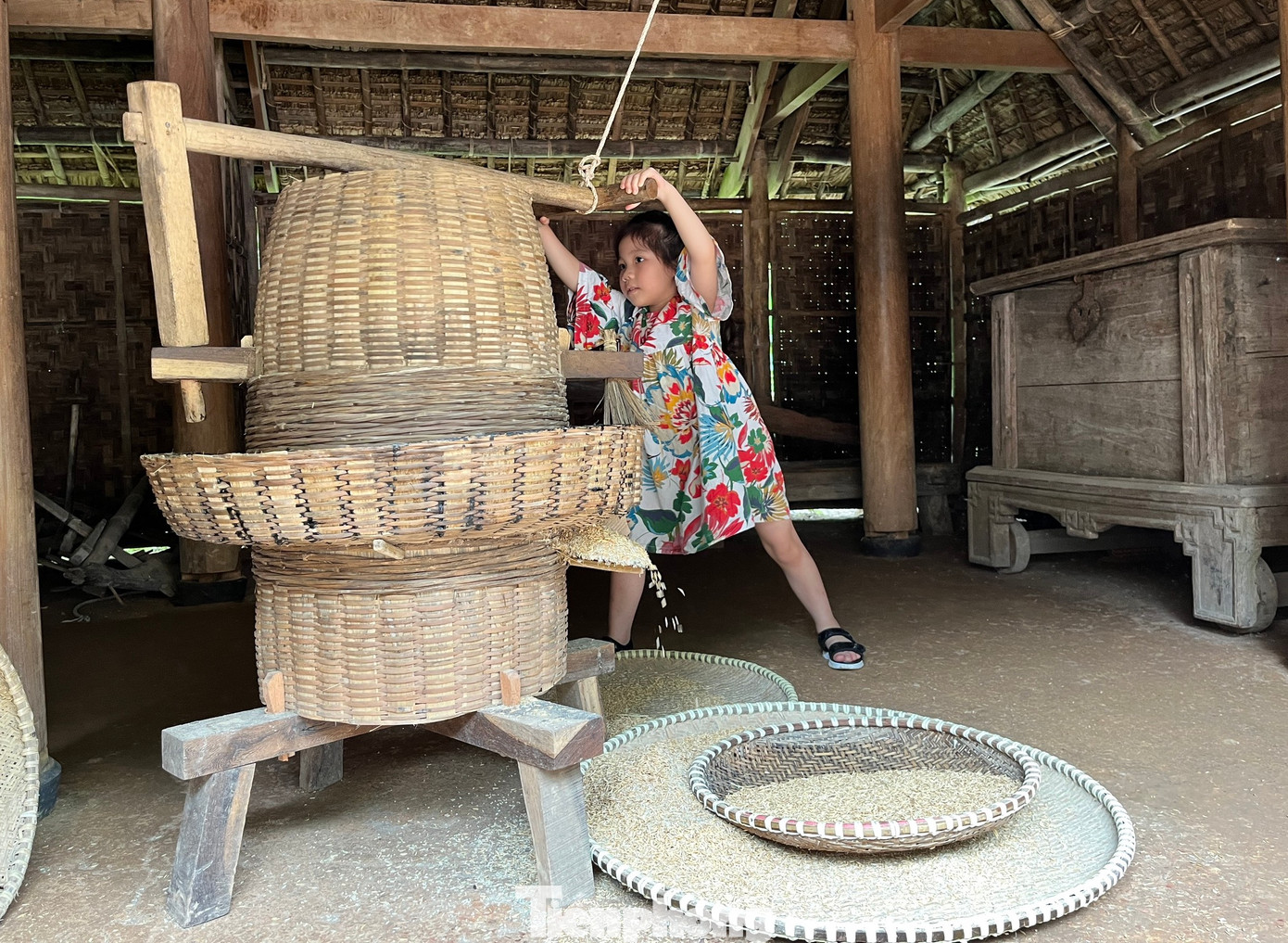 Nhiều trẻ em cũng được bố mẹ cho trải nghiệm công việc xay lúa..