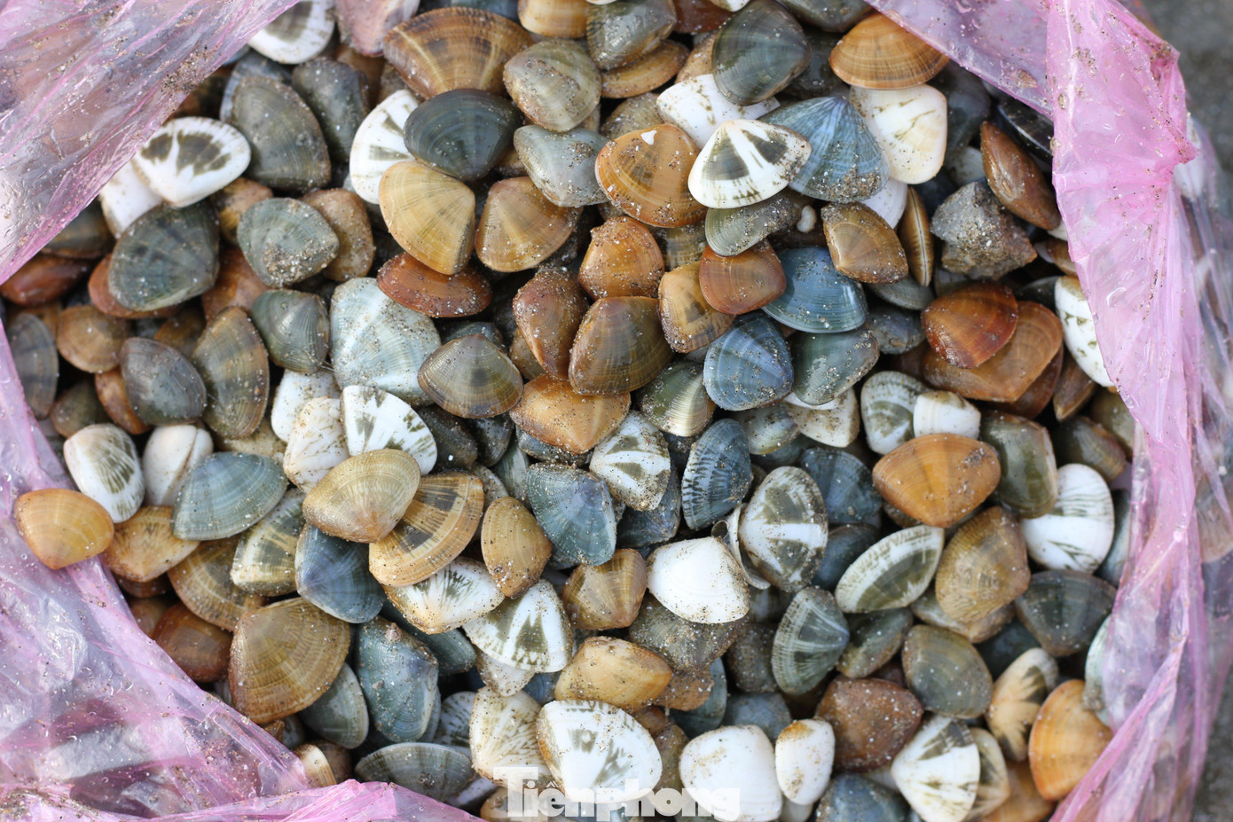 Số tiền thu được từ cào ngao cũng chỉ đủ đong gạo và sinh hoạt trong ngày chứ không thể giàu. Chị Nguyễn Thị Minh (trú xã Quỳnh Bảng) cho biết, nếu chăm chỉ cào từ sáng sớm đến khi nắng gắt thì một người có thể cào được từ 8-10kg, giá bán từ 15.000-20.000 đồng/kg, nhiều người cũng kiếm được ngày vài trăm ngàn.