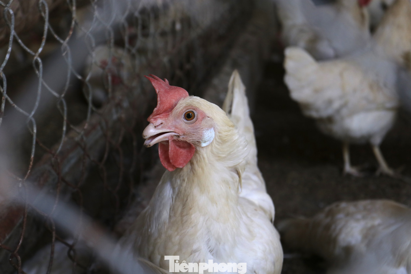 "Gà nhạy cảm, nắng nóng là dễ bị chết. Tôi chỉ chết mất 50 con. Con gái tôi nuôi 7.000 con bị chết gần 300 con vì nắng. Giờ nuôi khó khăn quá, thức ăn thì tăng, nắng nóng gà chết mà giá trứng lại giảm xuống. Trước 1 quả trứng bán ra 2,8 nghìn đồng nay giảm còn có 1,8 nghìn đồng", bà An chia sẻ. "Gà nhạy cảm, nắng nóng là dễ bị chết. Tôi chỉ chết mất 50 con. Con gái tôi nuôi 7.000 con bị chết gần 300 con vì nắng. Giờ nuôi khó khăn quá, thức ăn thì tăng, nắng nóng gà chết mà giá trứng lại giảm xuống. Trước 1 quả trứng bán ra 2,8 nghìn đồng nay giảm còn có 1,8 nghìn đồng", bà An chia sẻ.