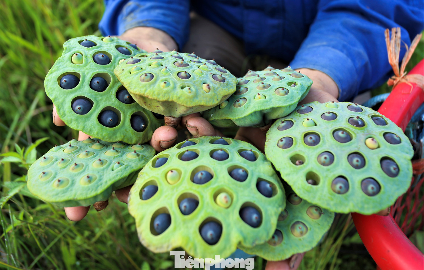 Trồng sen không phải bỏ chi phí, chỉ mất công nhân giống vào đầu vụ. Sen sinh trưởng và phát triển nhanh giúp người dân có thêm thu nhập lúc nông nhàn. Mỗi lần vào vụ, cứ vài ngày người dân sẽ ra đồng thu hoạch đài sen một lần. Mỗi buổi, một người có thể hái được khoảng 20 - 50 kg đài sen.