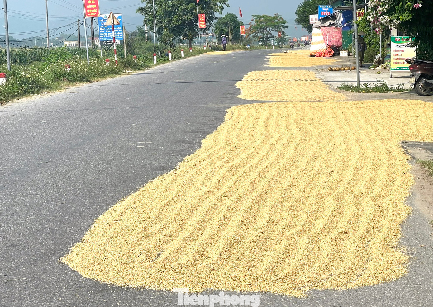 Cứ vào mùa thu hoạch lúa, các tuyến đường “vô tình” lại trở thành sân phơi lúa của người dân. Nhiều con đường huyết mạch tại huyện Nam Đàn, Hưng Nguyên (Nghệ An) như quốc lộ 46C, 46A, đường tỉnh 539,... bị người dân chiếm gần hết lòng đường để phơi lúa.