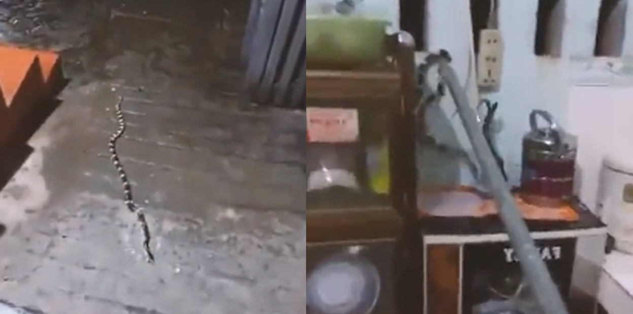 Rắn độc bò vào nhà bếp ở huyện Kỳ Sơn, Nghệ An.