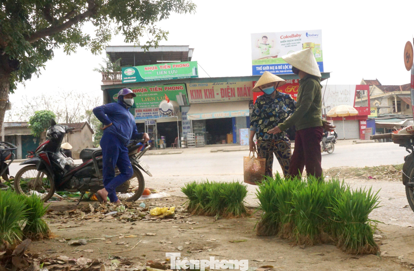 Những bó mạ cũng được người bán đặt cẩn thận theo từng giống lúa để người mua tránh bị nhầm lẫn. Những bó mạ cũng được người bán đặt cẩn thận theo từng giống lúa để người mua tránh bị nhầm lẫn.