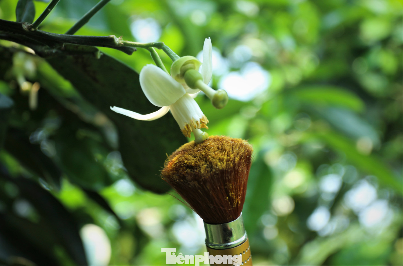 "Nếu để các loại côn trùng tự thụ phấn, khả năng đậu quả sẽ không đều như khi thụ phấn bổ sung. Việc thụ phấn phải làm liên tục giữa lúc hoa nở rộ, có lúc phải làm xuyên trưa để cây kịp đậu quả...", ông Hùng nói.