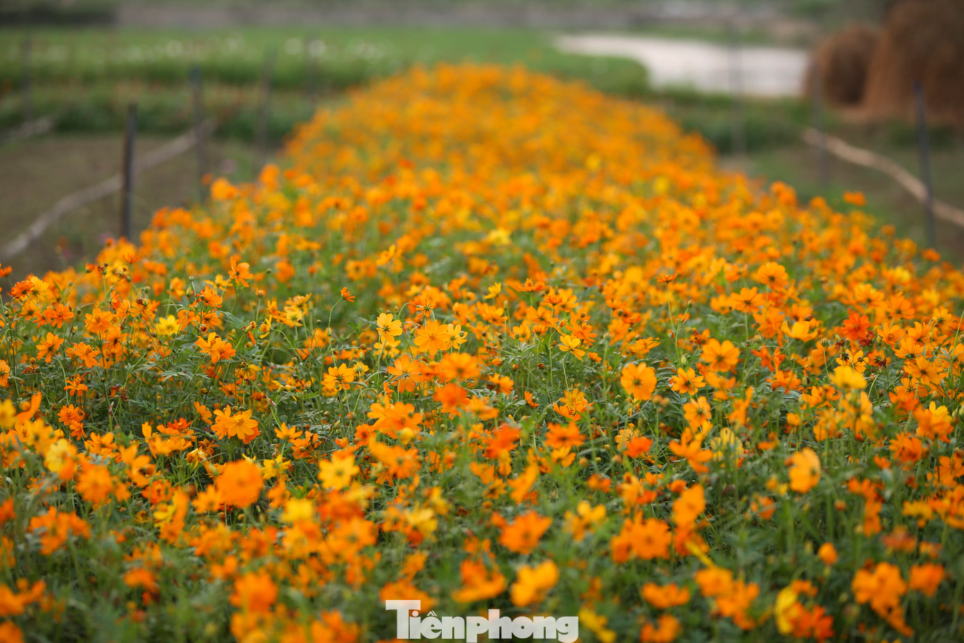 Những khu đất được trồng từng khóm hoa sao nhái, hoa cúc vàng rực.