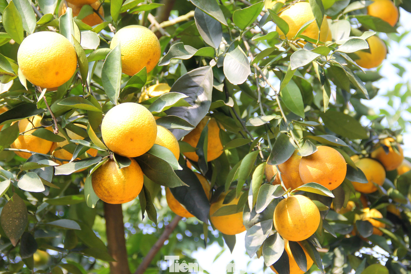 Còn gần 2 tháng nữa mới đến tết, tuy nhiên thời điểm này, những vườn cam Xã Đoài, hay còn gọi là “cam tiến vua” ở xã Nghi Diên (huyện Nghi Lộc, Nghệ An) đã vàng óng, thơm lừng. Còn gần 2 tháng nữa mới đến tết, tuy nhiên thời điểm này, những vườn cam Xã Đoài, hay còn gọi là “cam tiến vua” ở xã Nghi Diên (huyện Nghi Lộc, Nghệ An) đã vàng óng, thơm lừng.