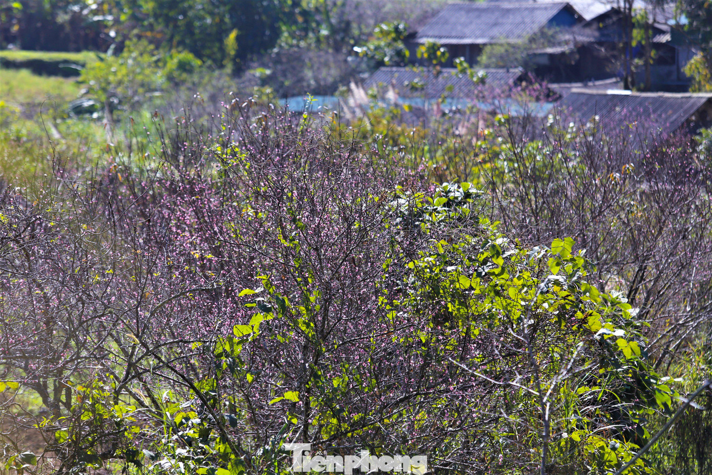 Thấp thoáng bên những căn nhà của người Mông là loài cây thân thuộc với họ. Cây đào góp phần đưa địa danh Mường Lống "bay" ra khỏi núi rừng hoang vu của dãy Trường Sơn hùng vĩ. Vườn mận đâm chồi, ra lá non. Nắng cuối Đông hắt xuống tạo nên khung cảnh tuyệt đẹp giữa bốn bề núi non điệp trùng. Du khách, nhiếp ảnh gia đến vườn đào Mường Lống chụp hình, lưu lại những khoảnh khắc đào nở tiễn đông qua, đón xuân về. Rời Mường Lống, khách sẽ mong muốn ngày trở lại. Đến thung lũng yên bình đang mạnh mẽ đổi thay, khỏe khoắn như những mầm chồi của cây đào, cây mận...