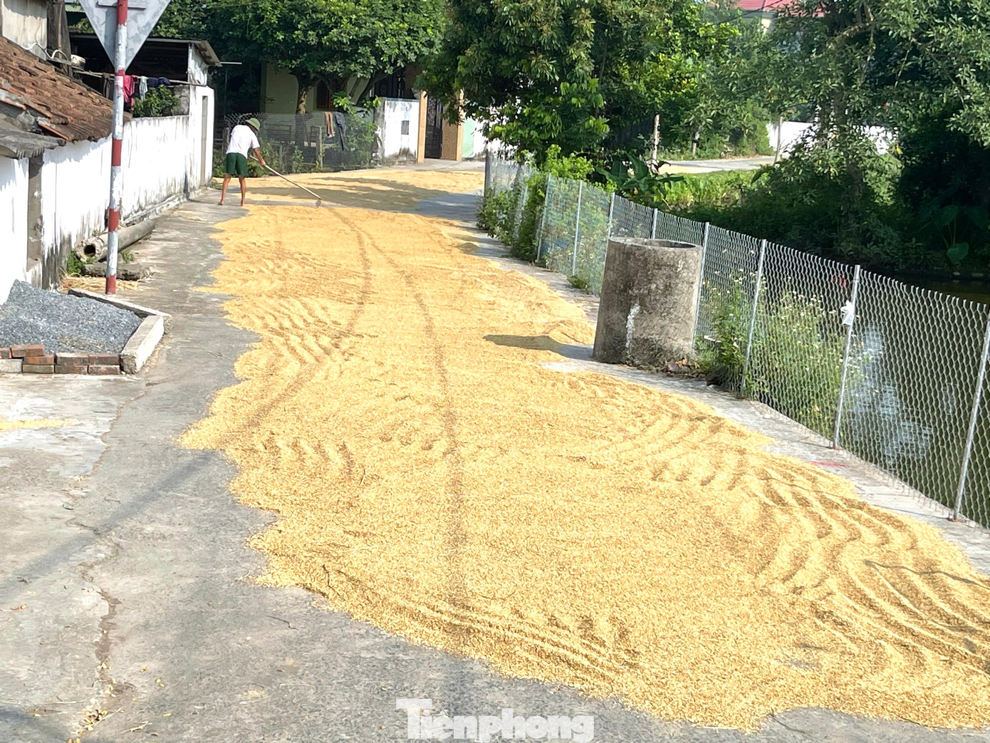 Không chỉ trên quốc lộ, tỉnh lộ, nhiều tuyến đường thôn xóm cũng bị người dân chiếm dụng hết để phơi lúa khiến người đi đường không biết làm sao để đi qua.