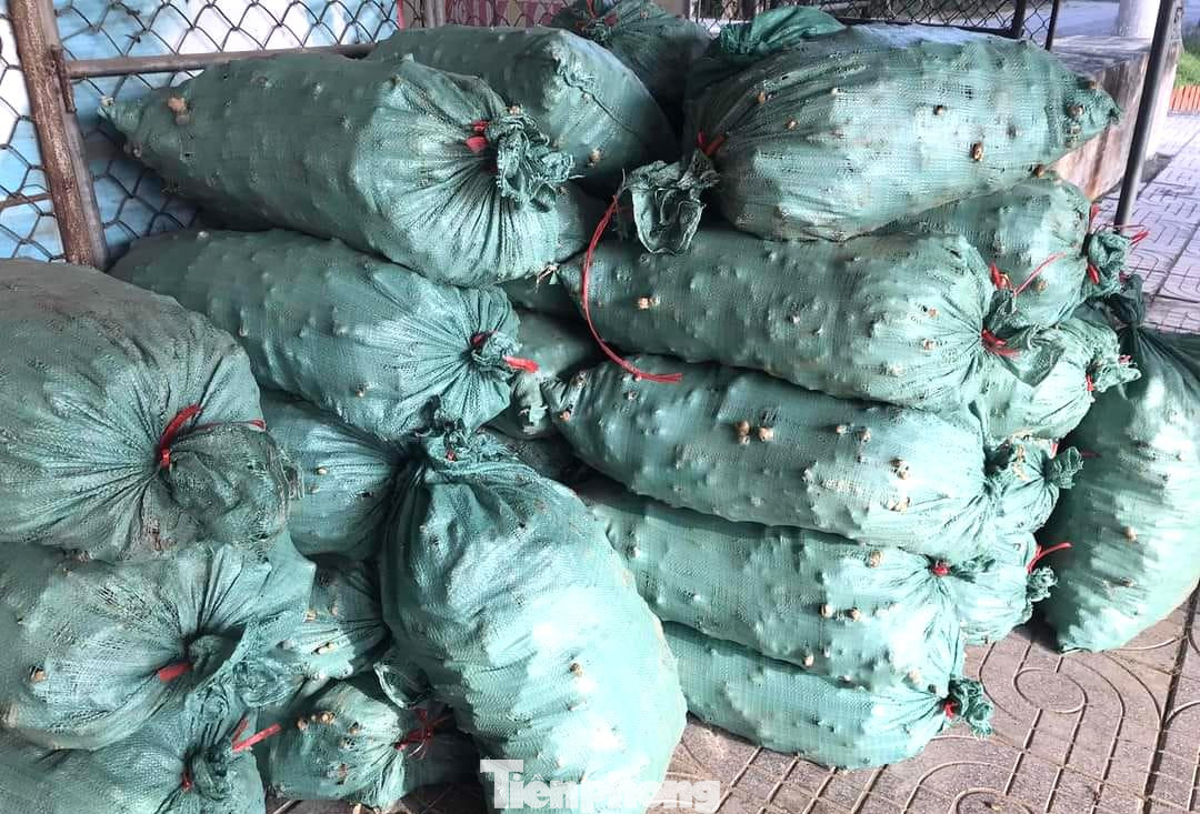 Sở Công Thương tỉnh Nghệ An cũng đã có công văn gửi các tổ chức, đoàn thể, địa phương trên địa bàn tỉnh về việc hỗ trợ kết nối, tiêu thụ sản phẩm gừng trên địa bàn huyện Kỳ Sơn. Sở Công Thương tỉnh Nghệ An cũng đã có công văn gửi các tổ chức, đoàn thể, địa phương trên địa bàn tỉnh về việc hỗ trợ kết nối, tiêu thụ sản phẩm gừng trên địa bàn huyện Kỳ Sơn.