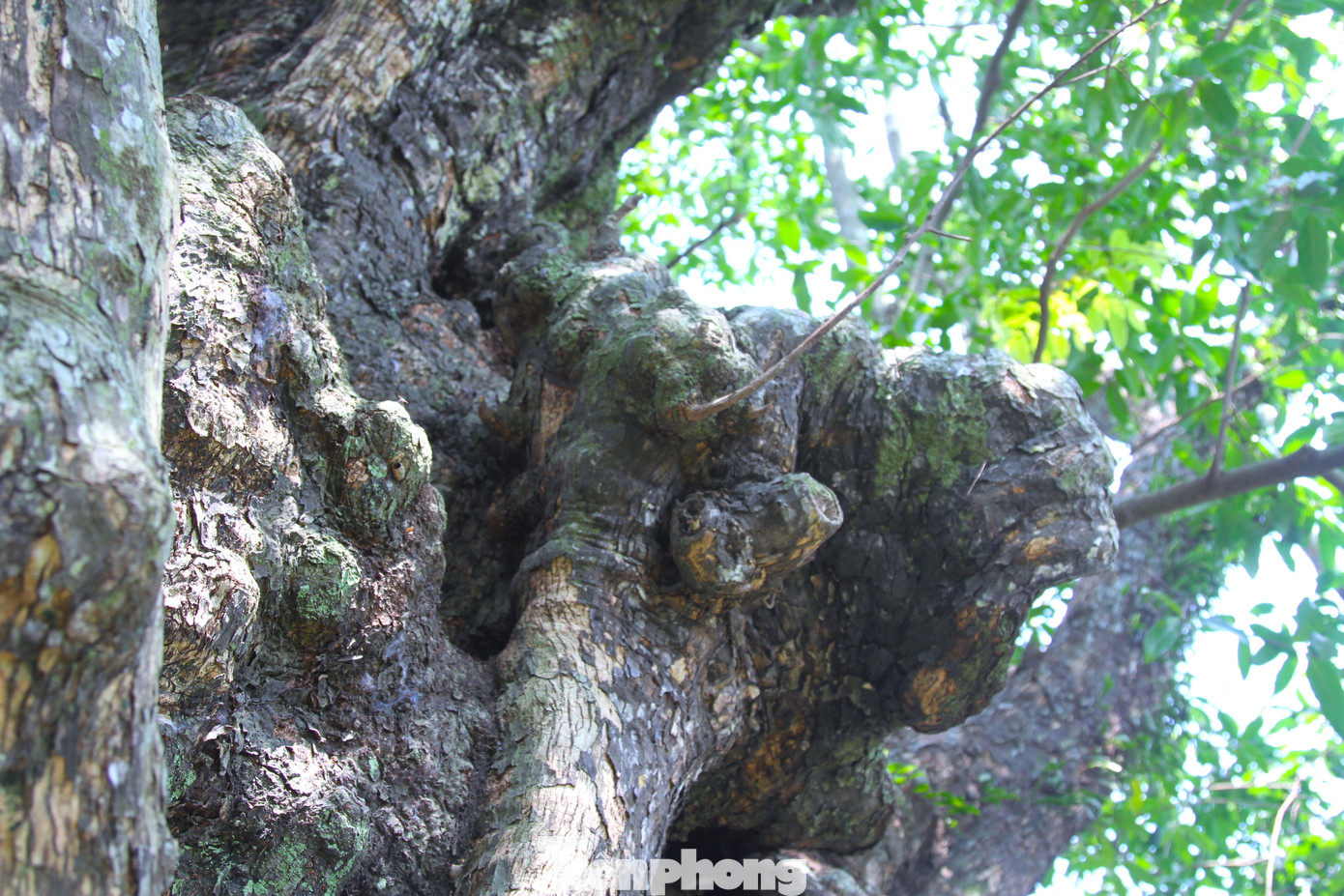 Bên ngoài thân sần sùi, gân guốc, rễ cây cắm sâu chạy khắp cả khu vườn, tán cây xòe rộng.