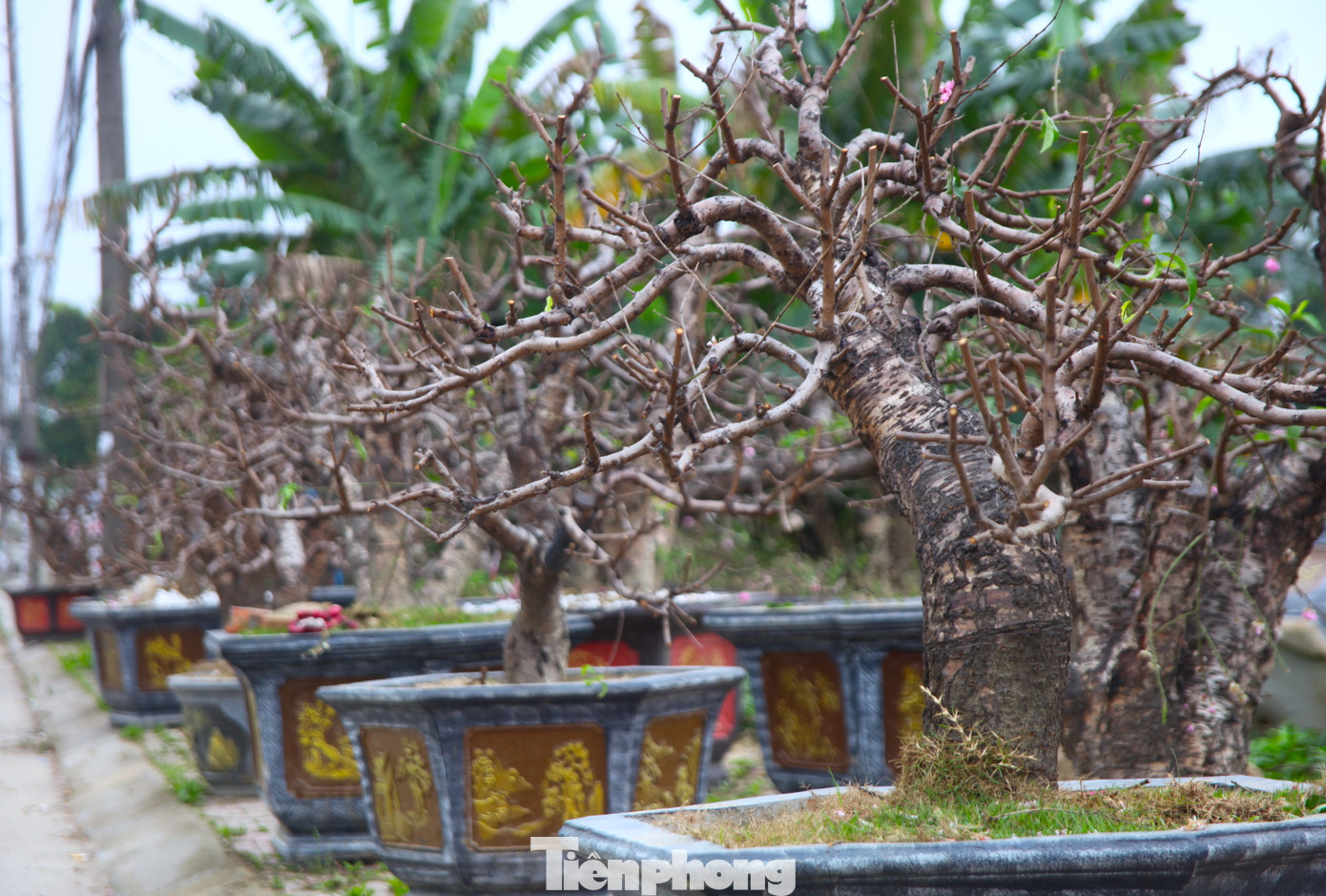 Đây là những gốc cây đào ông Hồng cho khách thuê để chơi trong đợt tết vừa qua. Qua ngày rằm tháng giêng, ông Hồng bắt đầu cùng nhóm thợ thu gom lại để đưa đi chăm sóc.
