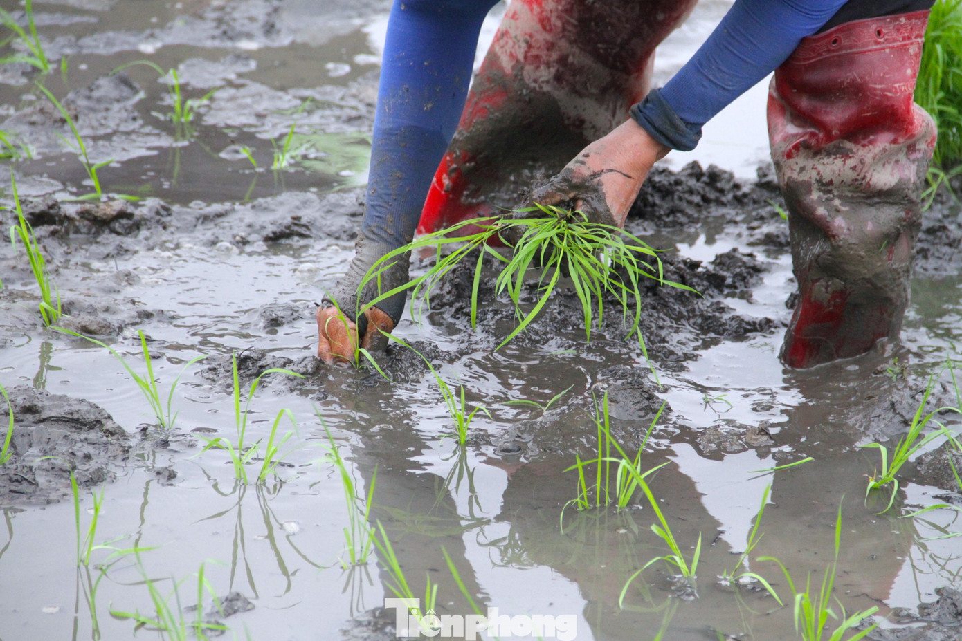 Việc cấy lúa không cần kỹ thuật cao nhưng cần sự nhanh nhẹn và chính xác để hàng lúa luôn được thẳng hàng. Lúc cấy, người dân sẽ cắm những cây lúa xuống bùn đất ở mức sâu vừa phải. Nếu cạn quá, cây lúa có thể sẽ bị nghiêng, lệch. Nếu sâu quá, lúa có thể sẽ bị chết.