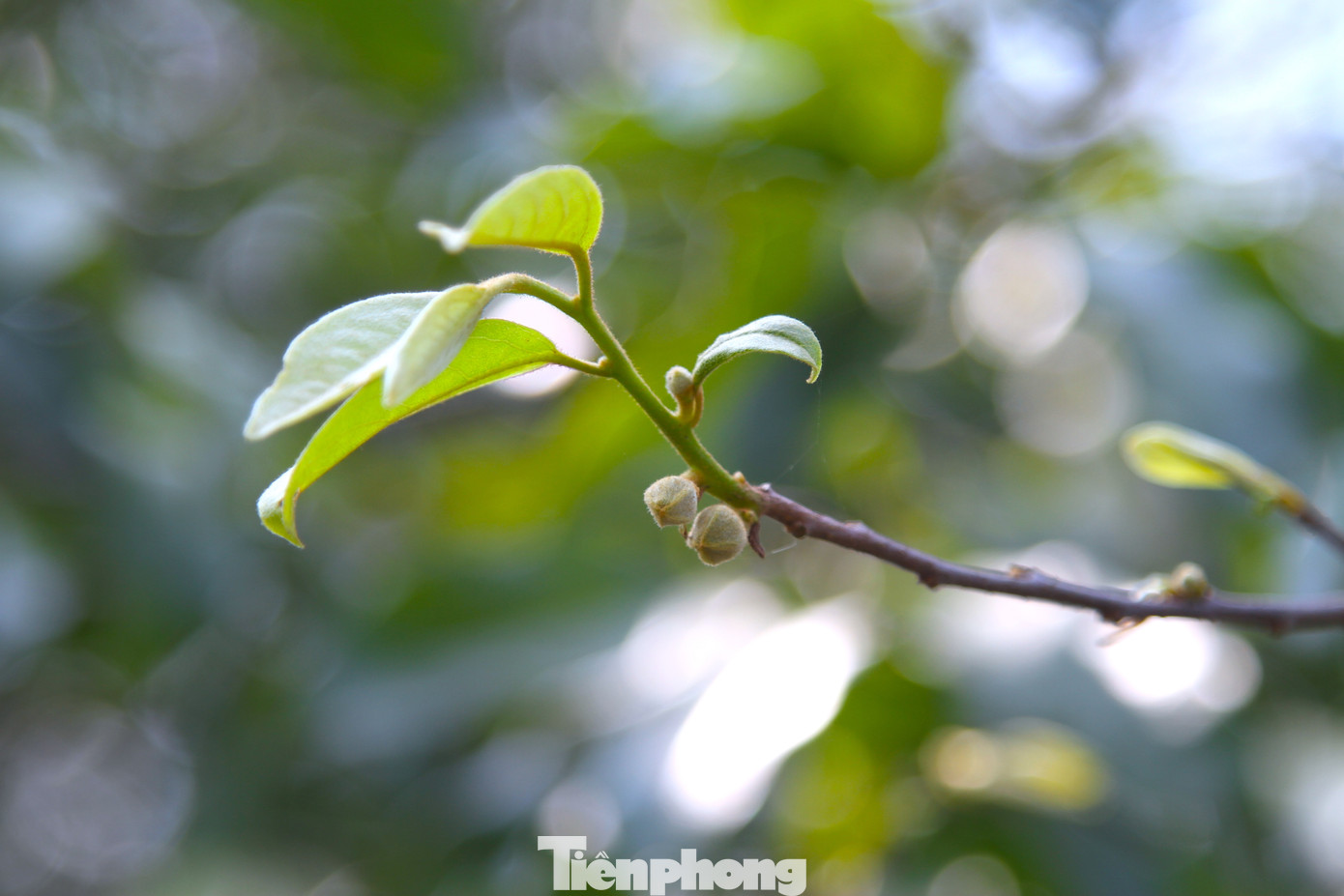 Không chỉ là căn hầm trú ẩn, mỗi lần đến mùa quả chín, cây thị còn cứu đói cho dân làng vào những ngày thiếu ăn. Mùa này cây thị đang đơm hoa để chuẩn bị kết trái.