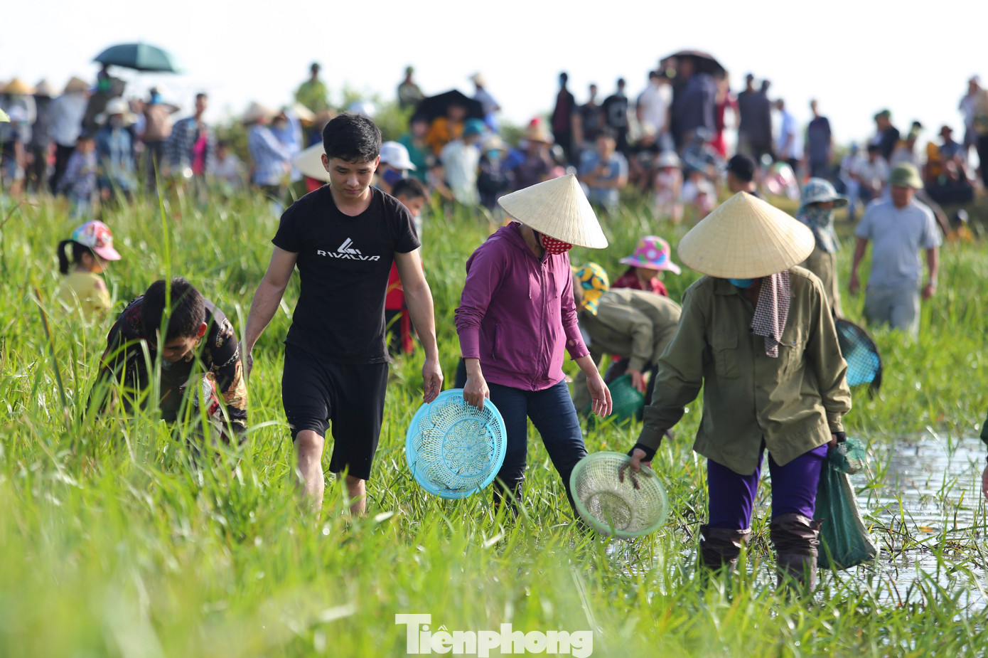 Dọc bờ nhiều người dùng rổ vớt cá lẩn trốn ở những rạng cỏ, cây.