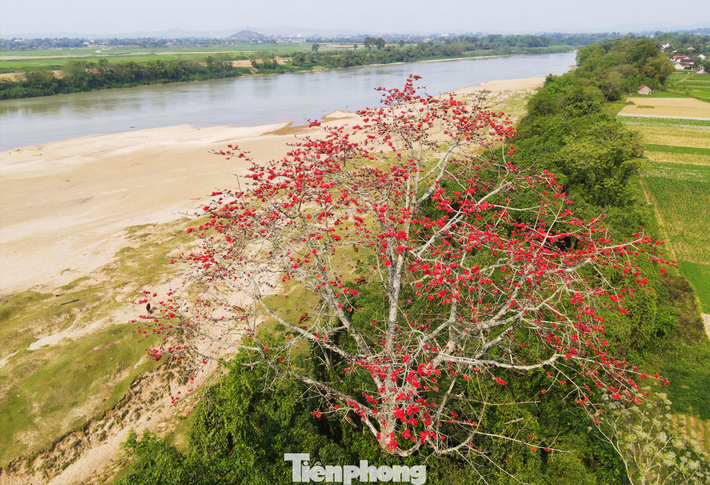 Dọc bờ sông Lam đoạn qua huyện Thanh Chương, Anh Sơn, Con Cuông... đâu đâu cũng là hình ảnh hoa gạo bung nở như bức tranh.