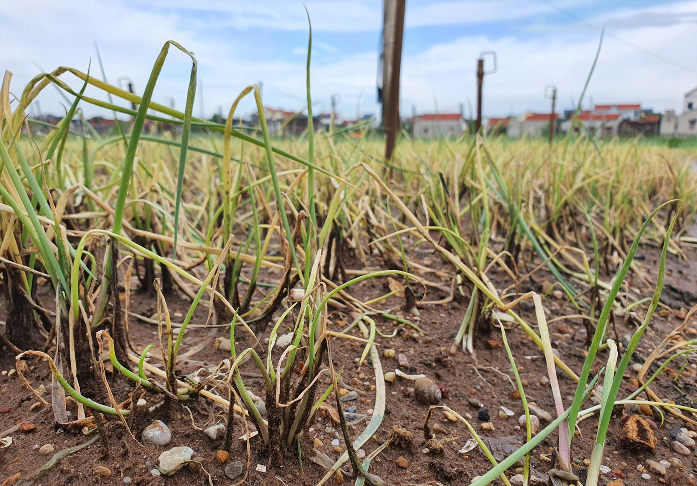 Rau màu dần thối hỏng sau nhiều ngày bị ngâm nước
