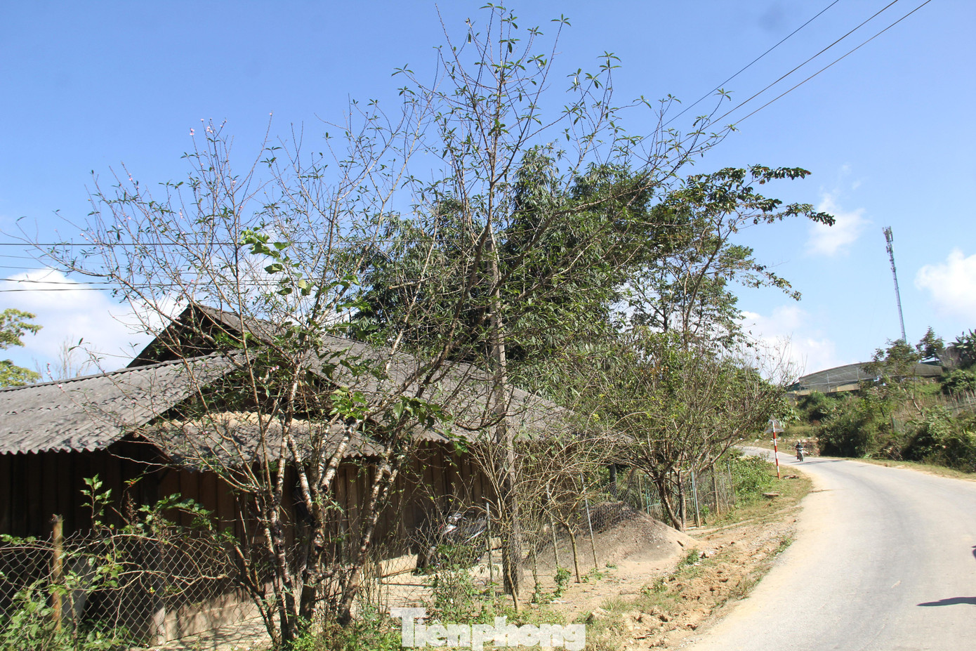 Đào được người dân xã Na Ngoi trồng dọc đường, quanh nhà. Đào được người dân xã Na Ngoi trồng dọc đường, quanh nhà.