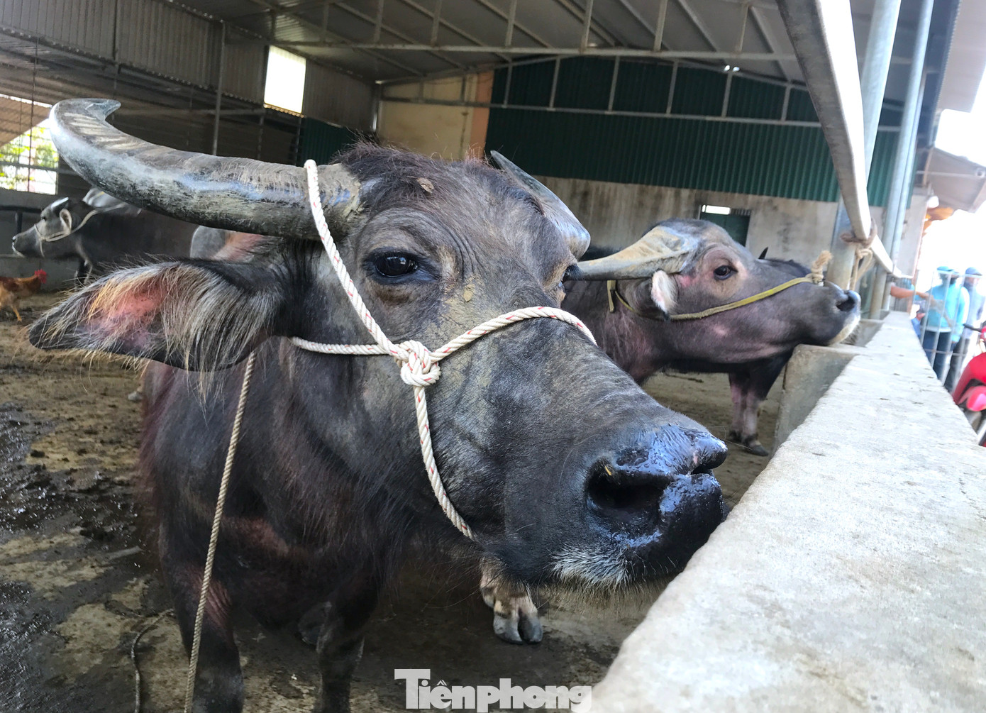 Những người buôn trâu bò ở xã Đại Sơn cho hay, nguồn hàng được họ mua từ khắp nơi trên cả nước rồi đem về chăm sóc.